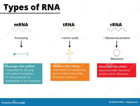 Types Of Rna Vector Illustration Stock Vector Illustration Of Code