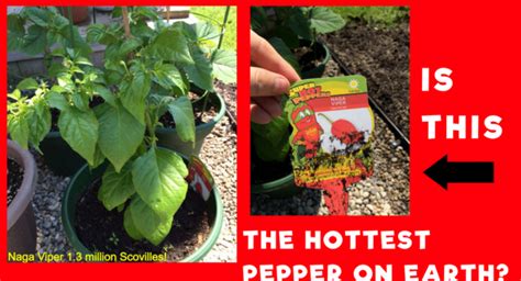 Naga Viper Pepper A Treat With Some Heat Back To My Garden