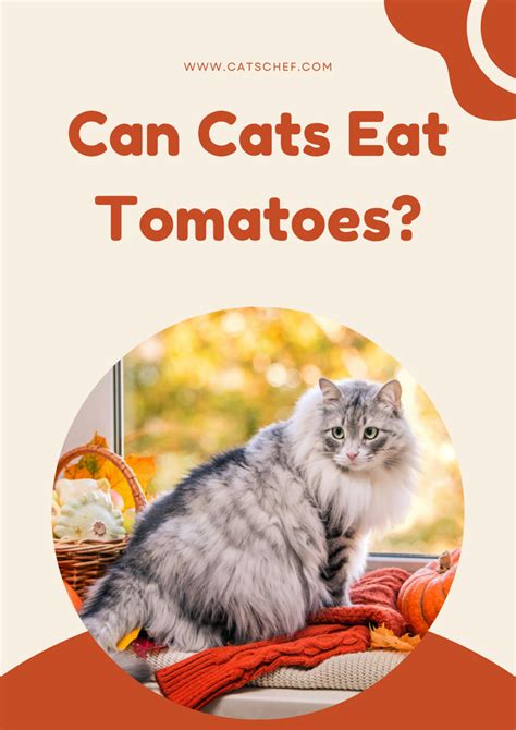 Can Cats Eat Tomatoes Can They Enjoy These Fruity Veggies