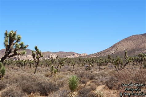 Hiking Cap Rock Trail in Joshua Tree National Park - Savor the Moment Photography