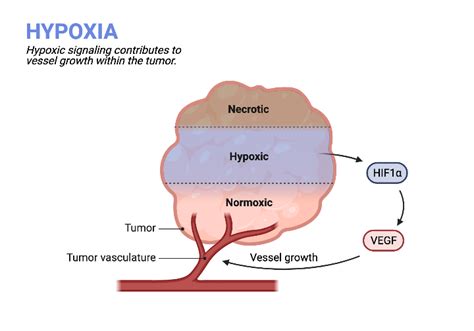 Hypoxic Signaling In Tumors Biorender Science Templates