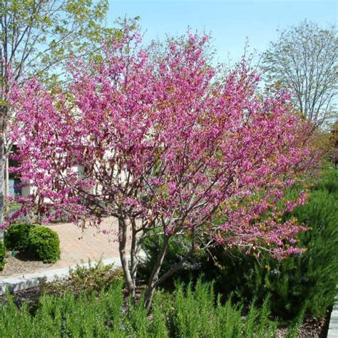 Western Redbud Tree (Cercis occidentalis Multi)