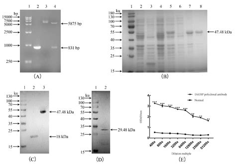 Ijms Free Full Text Insight Into The Regulatory Relationships