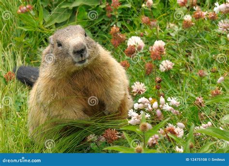 Groundhog in His Natural Habitat Stock Photo - Image of grass, mammal ...