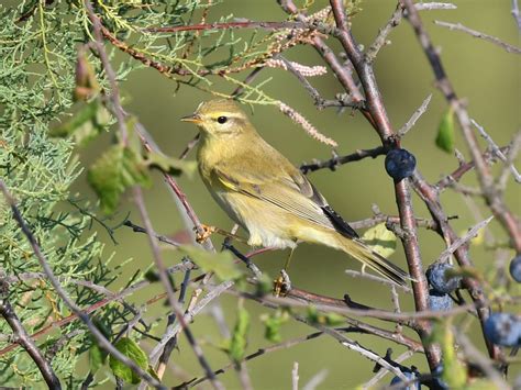 Le pouillot fitis Nature en ville à Cergy Pontoise