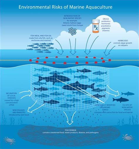 Acuicultura Beachapedia Fish Farming Aquaculture Fish Infographic