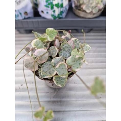Церопегия Вариегатна от Plants.bg с отлична цена