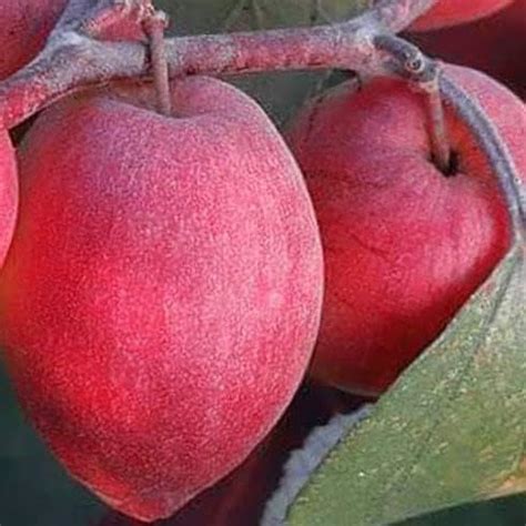 Greenvalue Red Thailand Ball Sundari Apple Ber Kashmiri Apple Ber