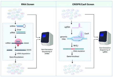 Scheme Of Rnai And Crispr Cas High Throughput Functional Genetic