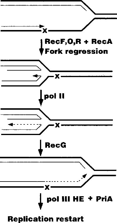 Figure From Error Prone Repair Dna Polymerases In Prokaryotes And