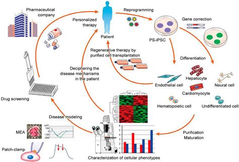 Regenerative & Stem Cell Products | INCELL