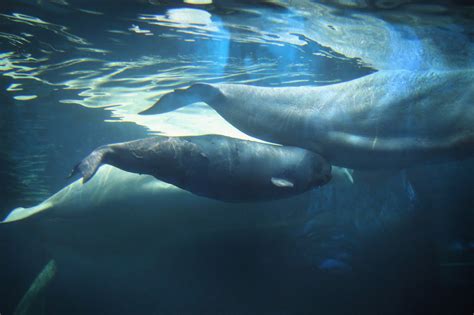 The Beluga Whale In A Viral Image Doesn T Have Legs It Has Blubber Mashable