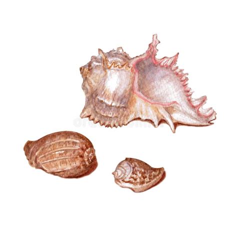 Set Of Different Colorful Seashells Isolated On A White Background