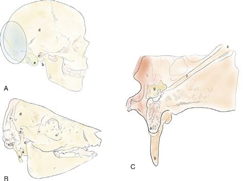 Sketch Drawings A Right Lateral View Of The Human Skull The Light