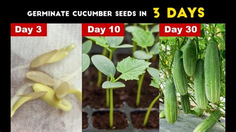 How To Germinate Cucumber Seedsi Grow Cucumber From Seeds Easiest Way