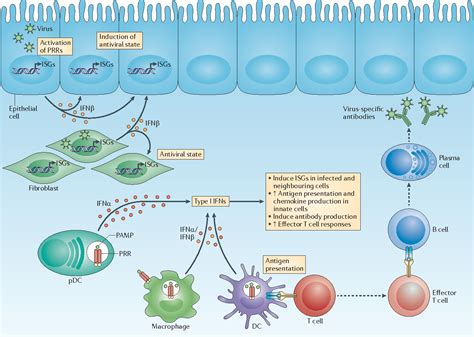 Janus kinase | Semantic Scholar