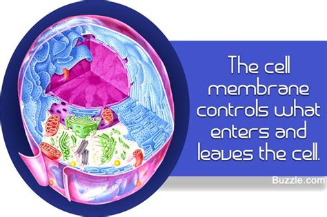 An In-depth Look at the Structure and Functions of the Cell Membrane ...