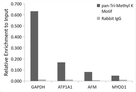 Anti Pan Tri Methyl Lysine Antibody Produced In Rabbit