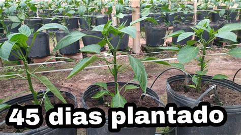 Piment O Colorido Ap S Dias Plantado Na Estufa Semi Hidrop Nica