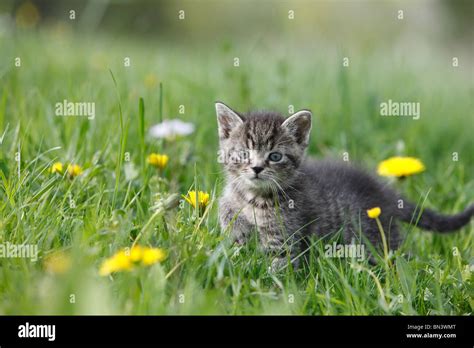 Domestic Cat House Cat European Shorthair Felis Silvestris F Catus