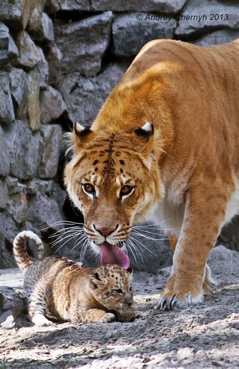 28 best images about Liger Tigon on Pinterest | Cats, Mothers and ...