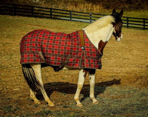 The 5 Best Horse Blankets (Winter, Summer, Turnout, Rain) - Equineigh