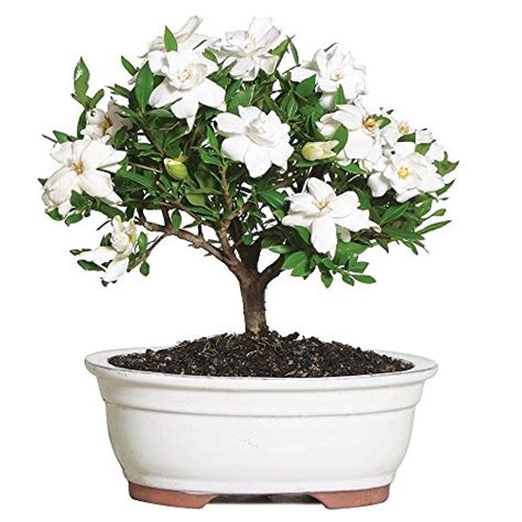 Gardenia Bonsai Tree - Home Styling Works