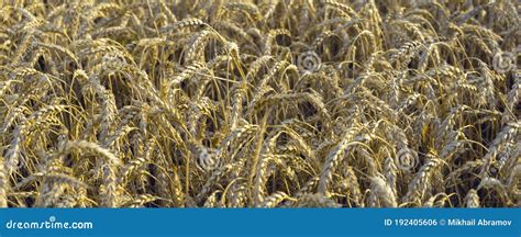 Campo De Trigo Con Orejas De Trigo Dorado Cerca Foto De Archivo