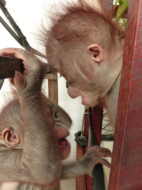 Watch: Two orangutan rescue babies meet for the first time