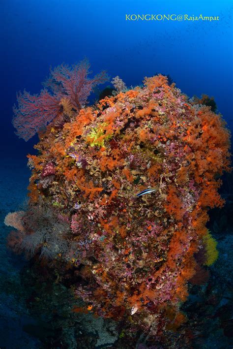 My Secret Coral Garden Nudi Rock Misool Raja Ampat Flickr