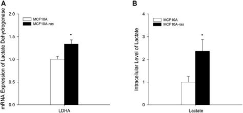 Altered Glucose Metabolism In Harvey Ras Transformed Mcf10a Cells