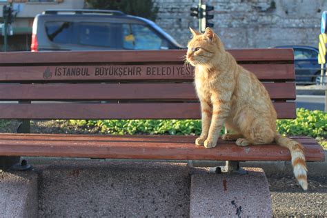 Istanbul A Felines Paradise What An Amazing World