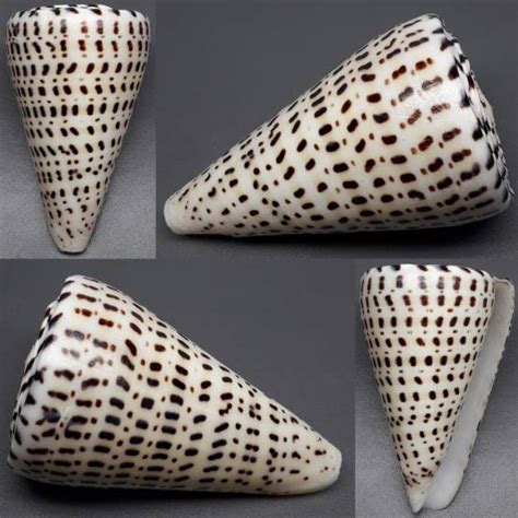 Shellauction Net Conus Litteratus