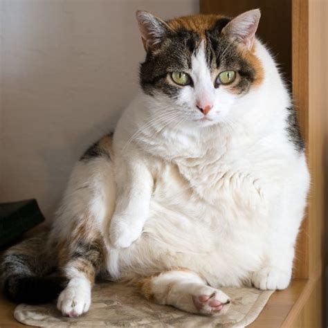 5 Weight Loss Cat Food For Overweight Indoor Cats