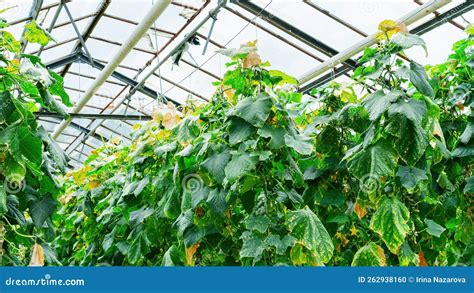 Growing Cucumbers Indoors In Heated Glass Greenhouses Huge Cucumber