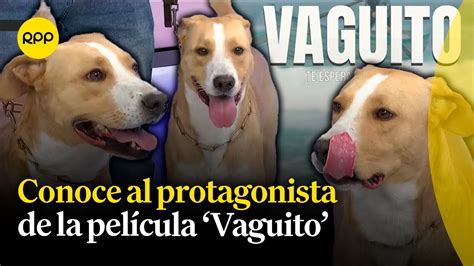 Conozcamos La Historia De Vaguito El Perrito Que Protagoniza Una