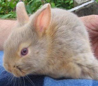 Lutino Gene Netherland Dwarf Dwarf Rabbit Rabbit Colors Red Eyes