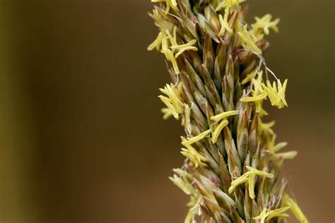 Friday Flora Feature Deer Grass Sky Island Alliance