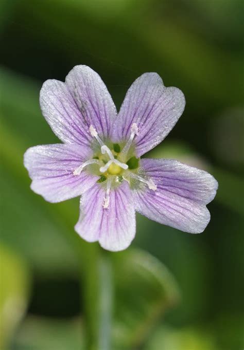 Pink Purslane Stock Image Image Of Vertical Plant Purslane 45040683