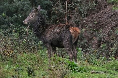 Giovane Cervo Sardo Fusone Con Mantello Invernale JuzaPhoto