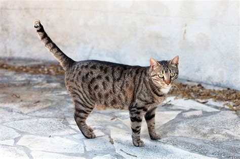 Chat de gouttière Origines caractère et alimentation Race de chat