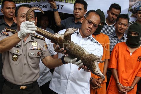 GAGALKAN PENYELUNDUPAN TRENGGILING ANTARA Foto