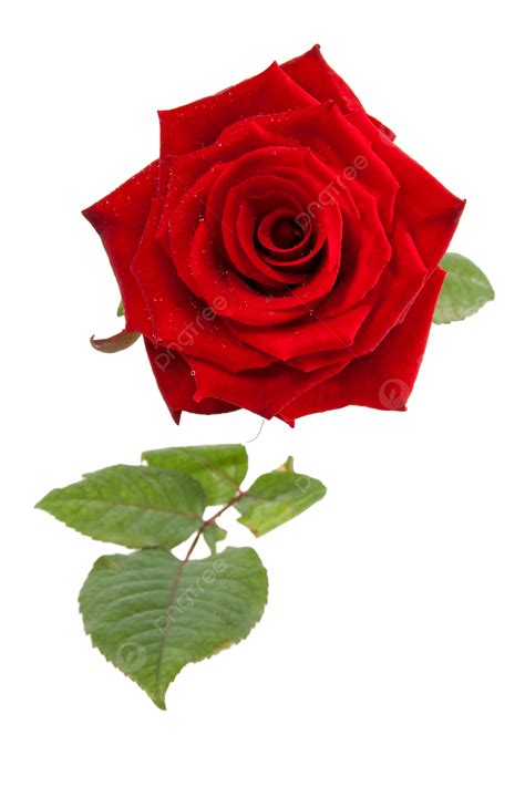 Beautiful Red Rose Beauty T Floral Isolated Png Transparent Image