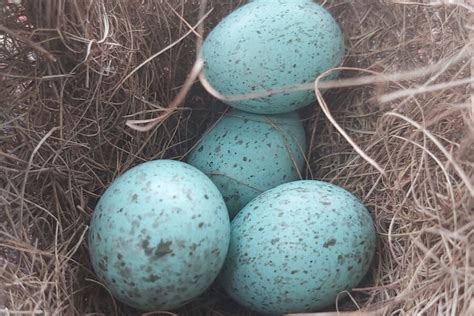 British Bird Egg Identification Chart The Bird House