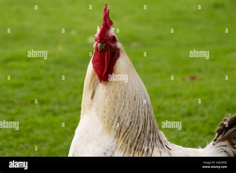 Leghorn White Chicken Hi Res Stock Photography And Images Alamy