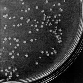 Colony morphology variation of E. coli strain BD1428 from a repre-... | Download Scientific Diagram