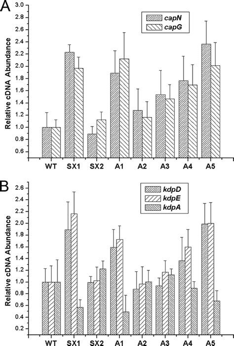 Transcriptional Regulation Of The Cap Gene And Kdpde Gene Expression By