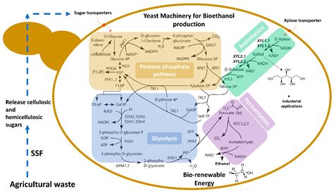 Fermentation Free Full Text The Xylose Metabolizing Yeast