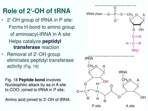 Ppt Chapt Ribosomes And Transfer Rna Powerpoint Presentation