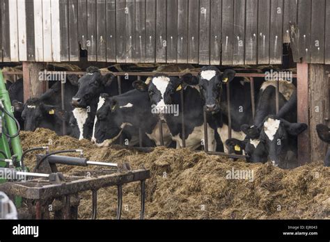 Domestic Cattle Holstein Friesian Dairy Cows Herd Feeding On Silage